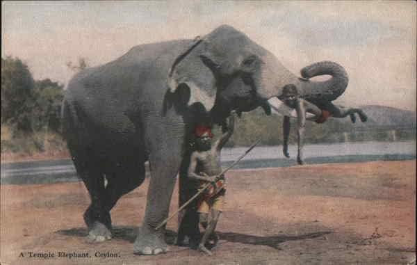 Храмов Слон Юго-Източна Азия-Шри Ланка Оригиналната Антични Картичка